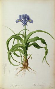 Iris Scorpioides, fra "Les Liliacees", 1805